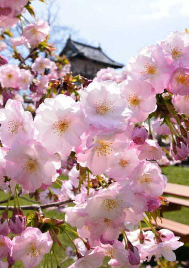 最優秀賞にはあわび１㎏！？「松前桜フォトコンテスト」