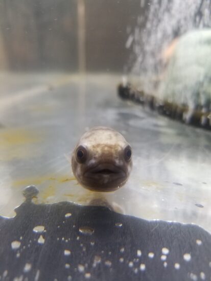 めでたい🐡水族館 【函館】