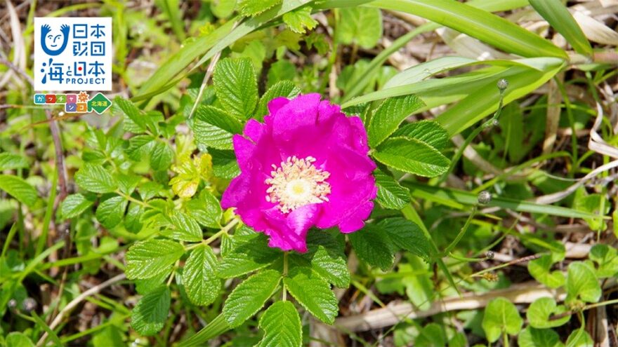 北海道の花でもある「ハマナス」🌺減少しているのは知っていますか？  HBCテレビ「サンデーDokiっと」11/3放送