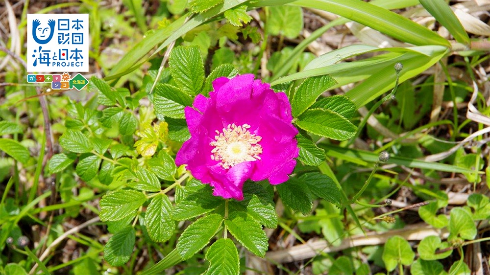 北海道の花でもある ハマナス 減少しているのは知っていますか Hbcテレビ サンデーdokiっと 11 3放送 海と日本project In ガッチャンコ北海道