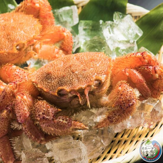 北海道リモートトリップ【枝幸町】豊かな食の「幸」をお届け🐟