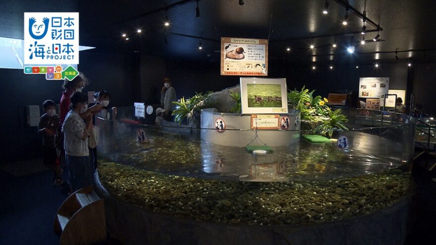 アイディアで新しい展示🐟 サケのふるさと千歳水族館🐟 HBCテレビ「サンデーDokiっと」8/30放送
