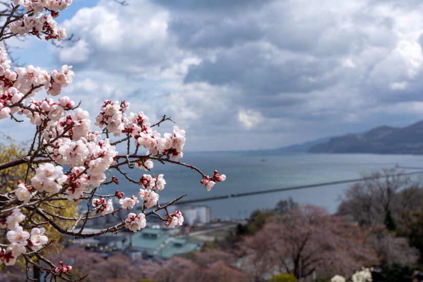 今しか見られない景色🌸海と桜【小樽市】