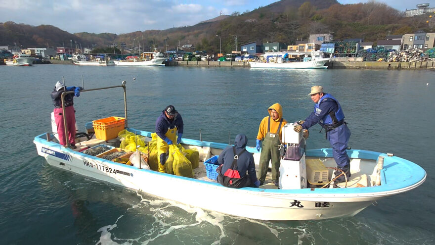 ウニ殻肥料で海の磯焼け対策へ！【小樽市】