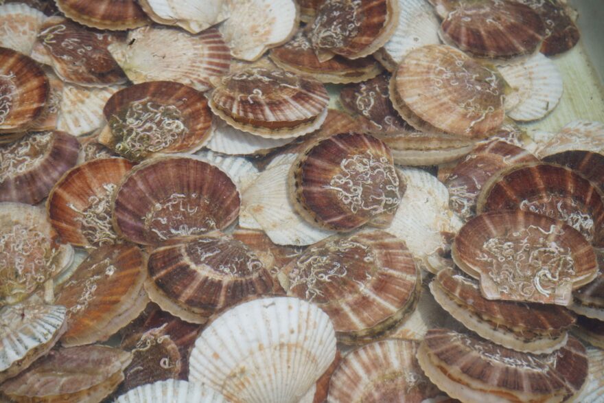 にしん＆ホタテがお得に味わえる！新鮮な魚介が大集合！【小樽市 / おたる祝津にしん・おタテ祭り】6/7・8