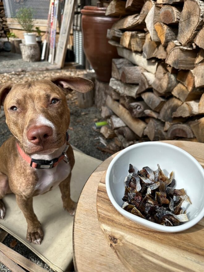 小樽の新鮮なニシンを使用したペットのおやつ🐟【札幌市】