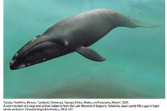 大発見！札幌で見つかる！新種のクジラ化石！【札幌市 】