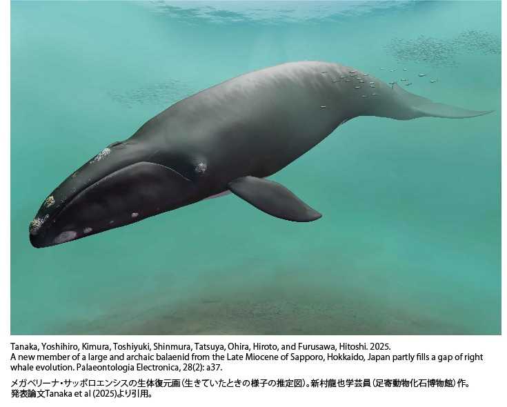 大発見！札幌で見つかる！新種のクジラ化石！【札幌市 】