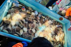 北海道名物料理が無料！？秋の幸が集う祭典【枝幸町 / よくばりフェスタ2025】10/5
