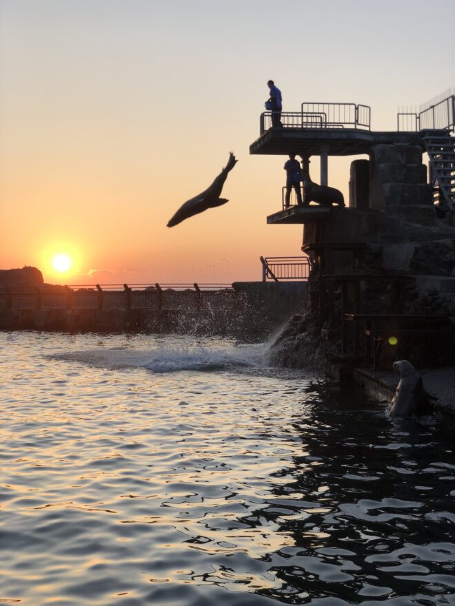 秋の夜🌕水族館でワクワクと癒しのひとときを【小樽市 / 夜のおたる水族館】9/13～15、9/20・21