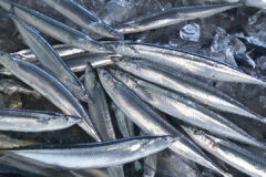 今年のサンマは好調！？食卓の定番に？ HBCテレビ「グッチーな！」11/27放送