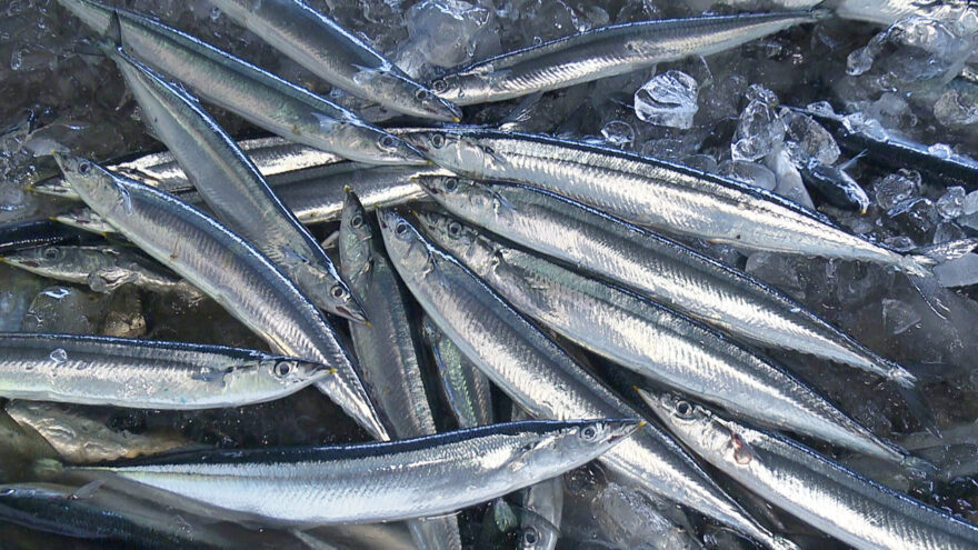 今年のサンマは好調！？食卓の定番に？ HBCテレビ「グッチーな！」11/27放送